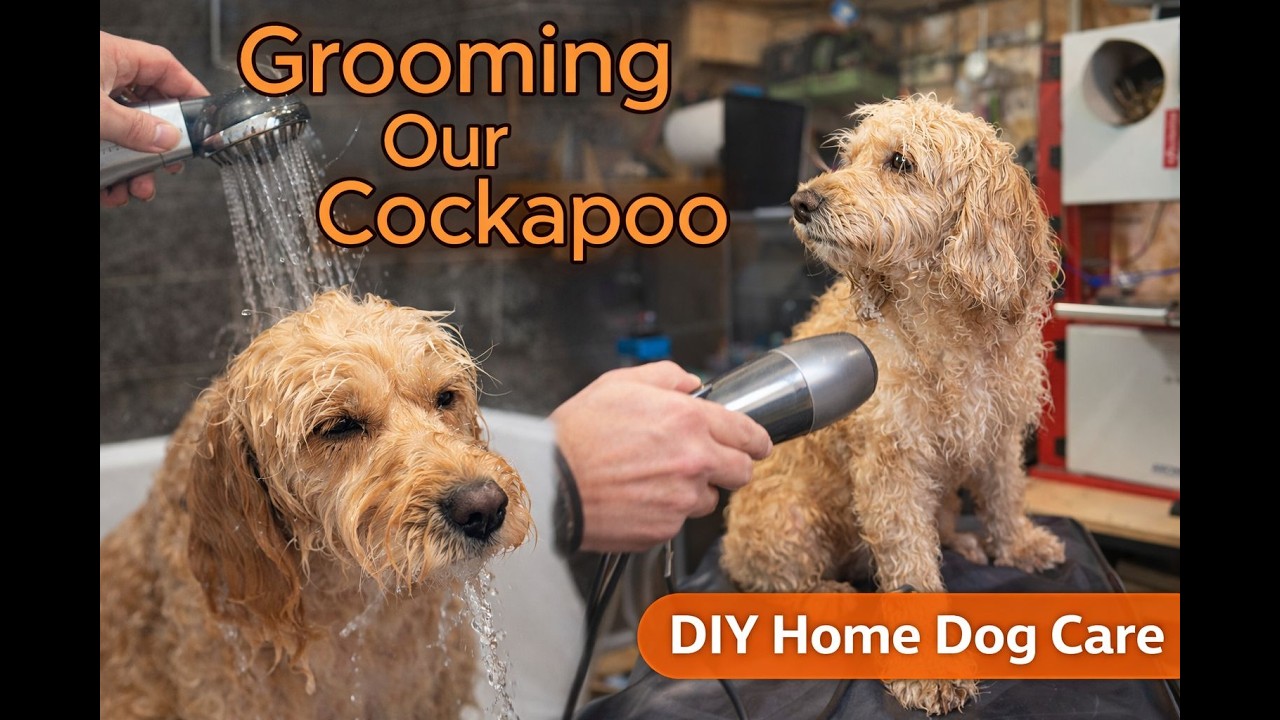 How to Groom a Cockapoo at Home | Calm, Stress-Free DIY Dog Grooming