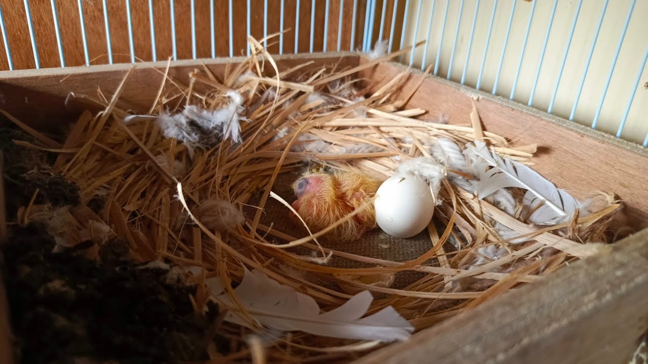 Berapa Hari induk merpati meloloh piyikanya setelah Menetas?