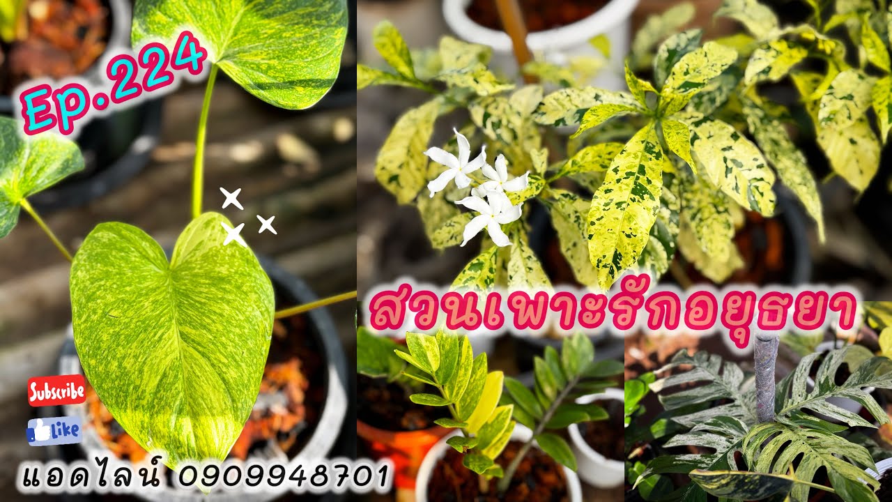 ไม้สวยๆพร้อมแบ่งปันจ้า สวนเพาะรักอยุธยา ep.224 โทร แอดไลน์ 0909948701 #สวนเพาะรักอยุธยา #plants 