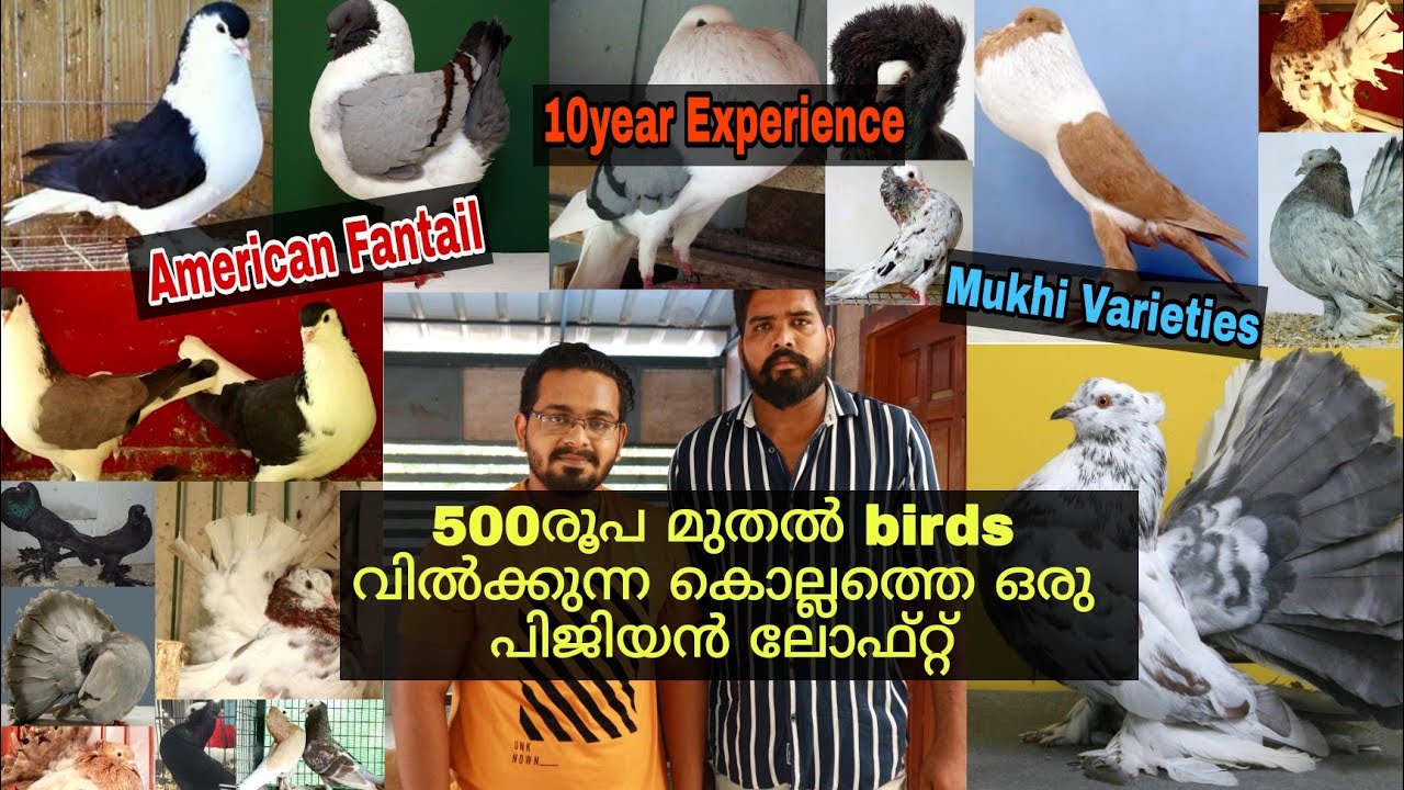 500rs മുതൽ പ്രാവിനെ വിൽക്കുന്ന കൊല്ലത്തെ ഒരു തകർപ്പൻ Pigeon Loft || Fantail || Mukhi || FARM STORIES