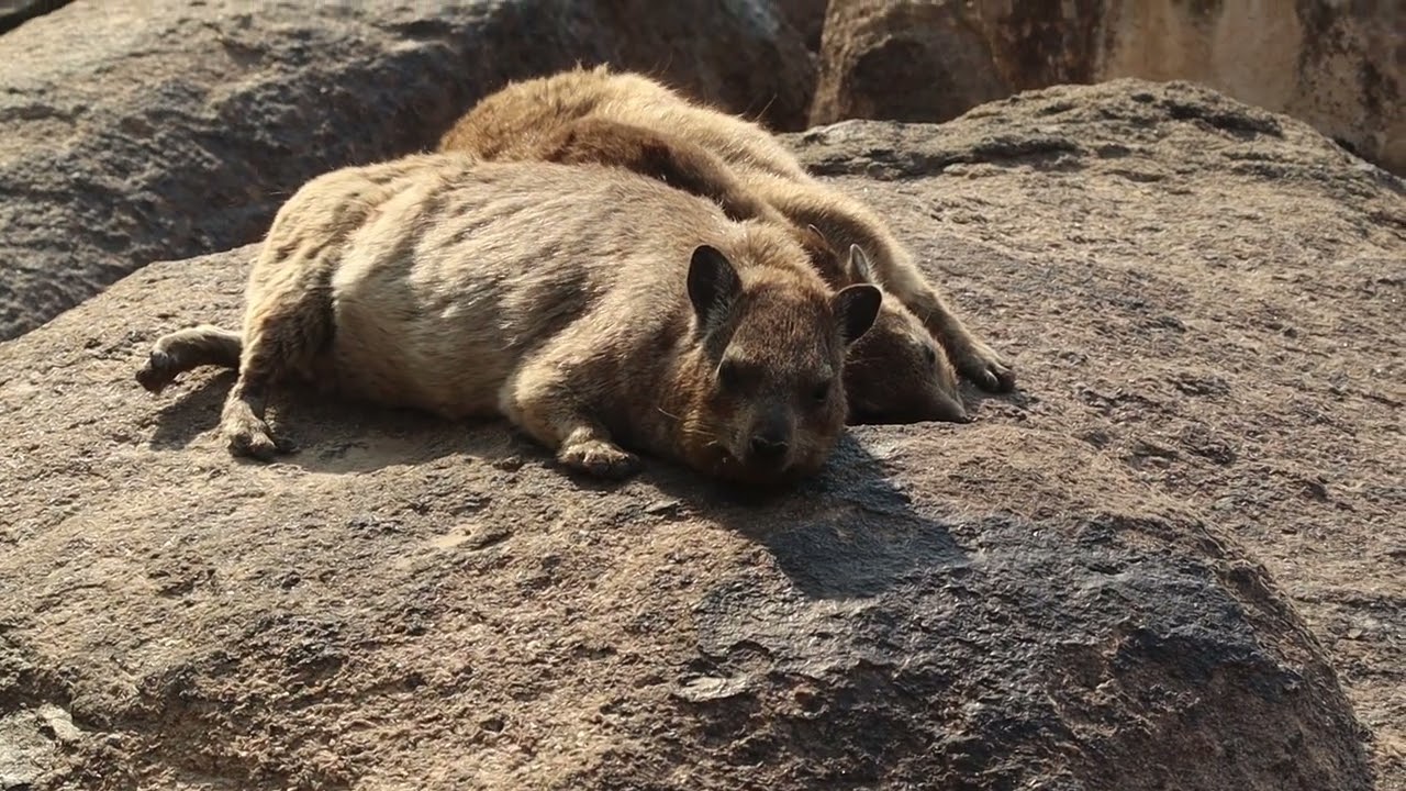Dassies sunbaking at Augrabies National Park in South Africa