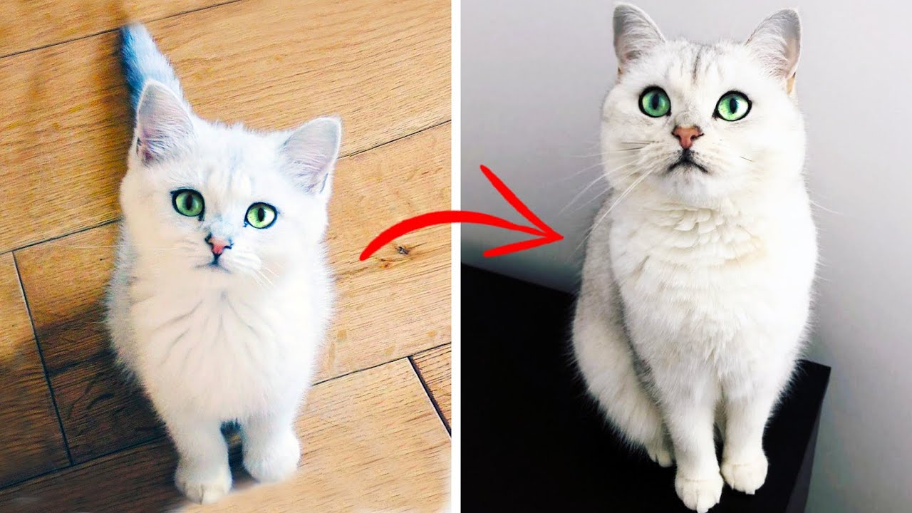Kitten to Cat! British Shorthair (12 weeks-3 years)