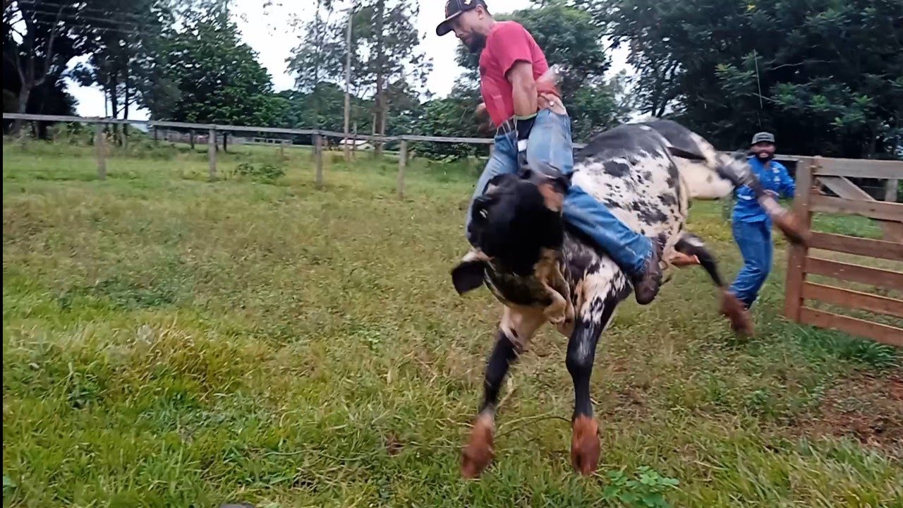 Montando em touros sem esporas. Dica importante sobre o nó da corda americana.