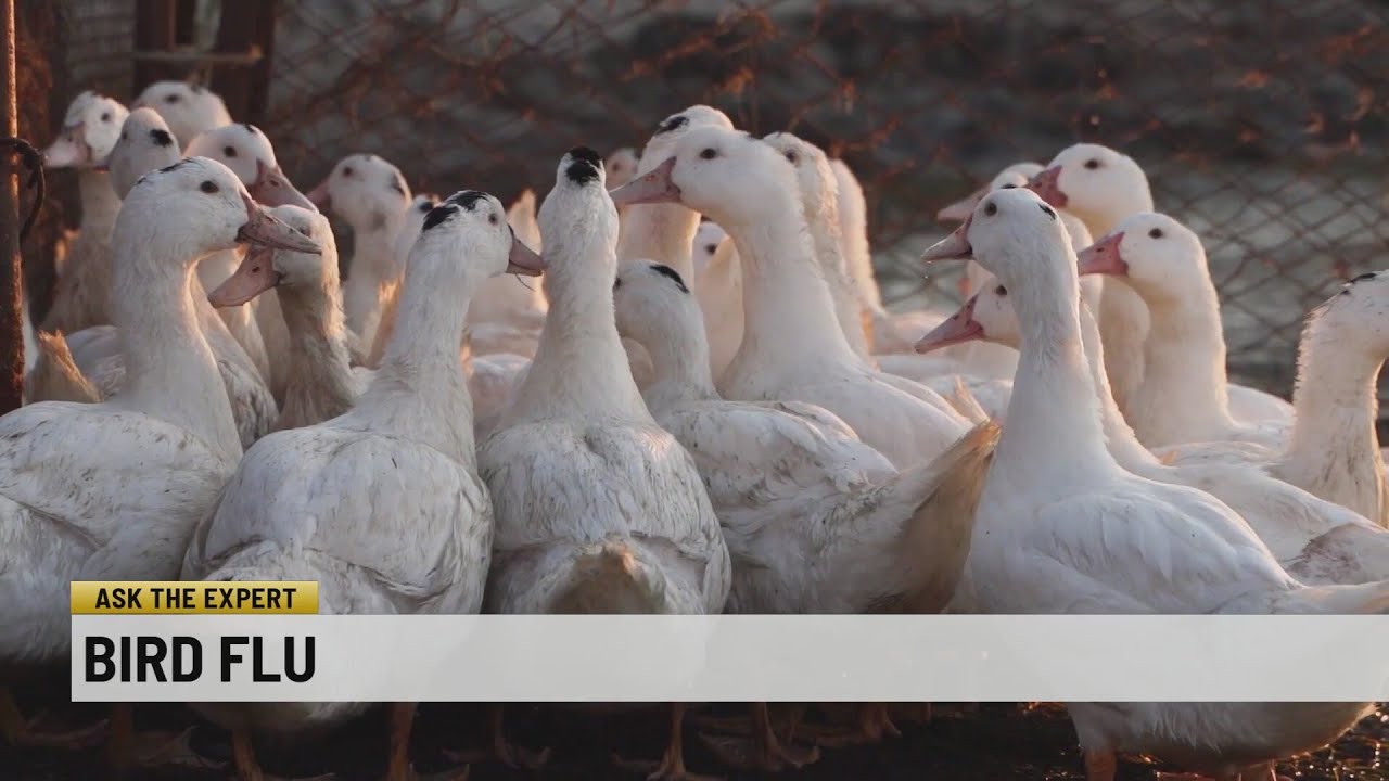 Likelihood bird flu is exposed to humans