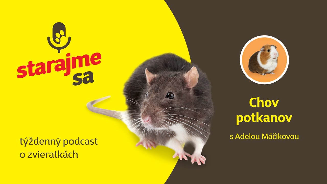 Starajme sa | Drobné cicavce: Chov potkanov