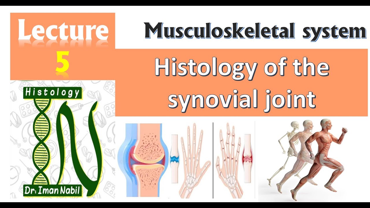 Histology of synovial joints