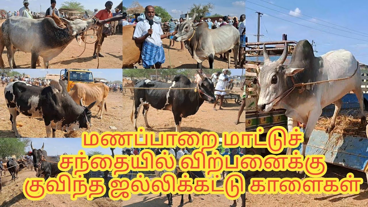 💥🔥மணப்பாறை மாட்டுச்சந்தை/விற்பனைக்கு குவிந்த ஜல்லிகட்டுகாளைகள் #cow #bull #tamilyoutuber #manapparai