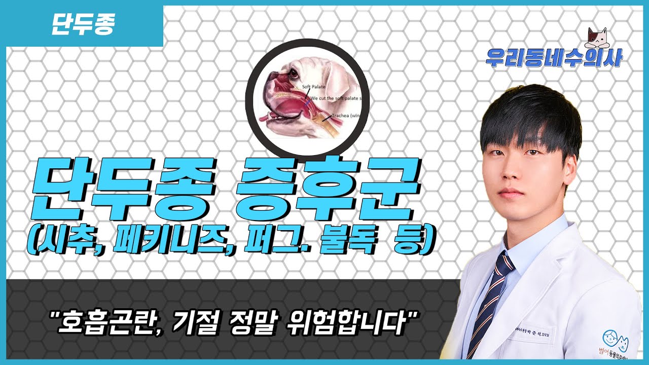 단두종 증후군 (페키니즈, 시추, 퍼그, 불독 등) 조심하셔야해요! [우리동네수의사]