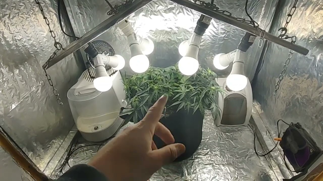 Dr Greenthumb -  Grape Gorilla Autoflower - week 6 @drgreenthumb6606
