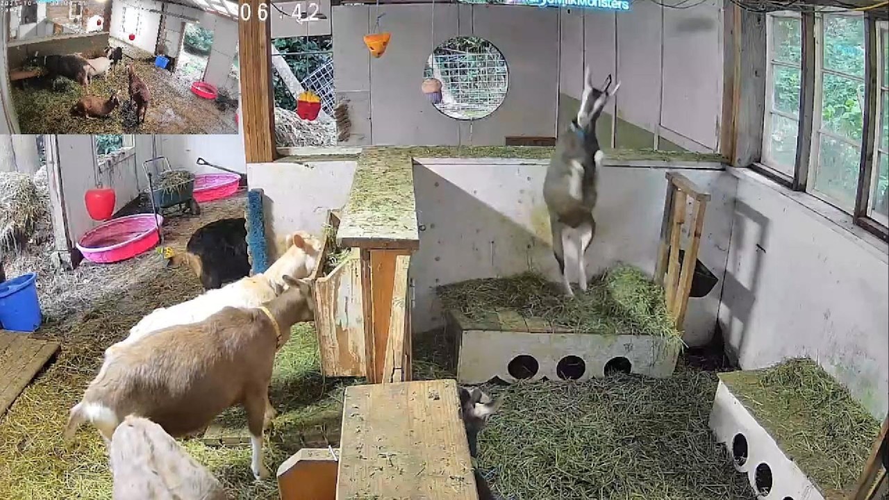 Baby Goat Toffee Plays In The Barn