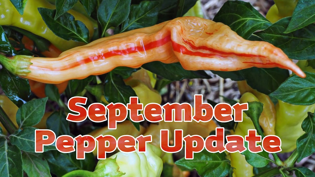 September Pepper Update