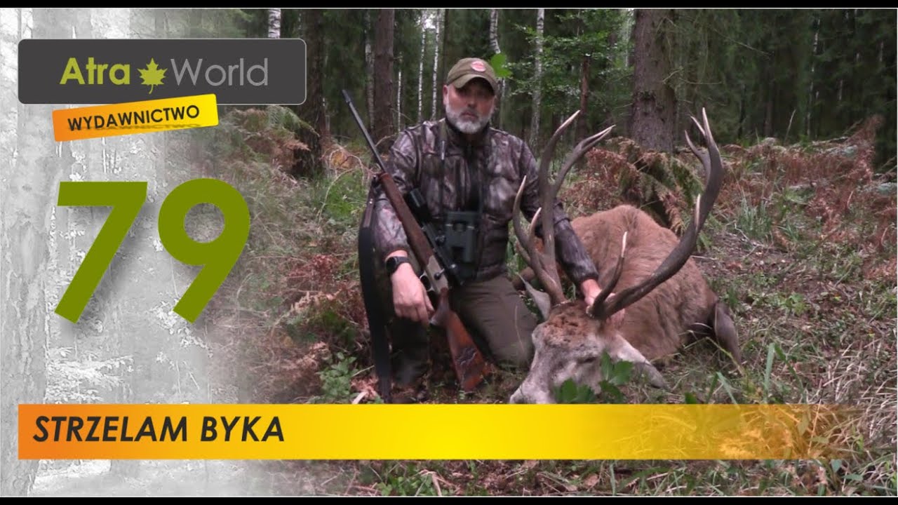 Strzelam byka. Polowanie na jelenie.