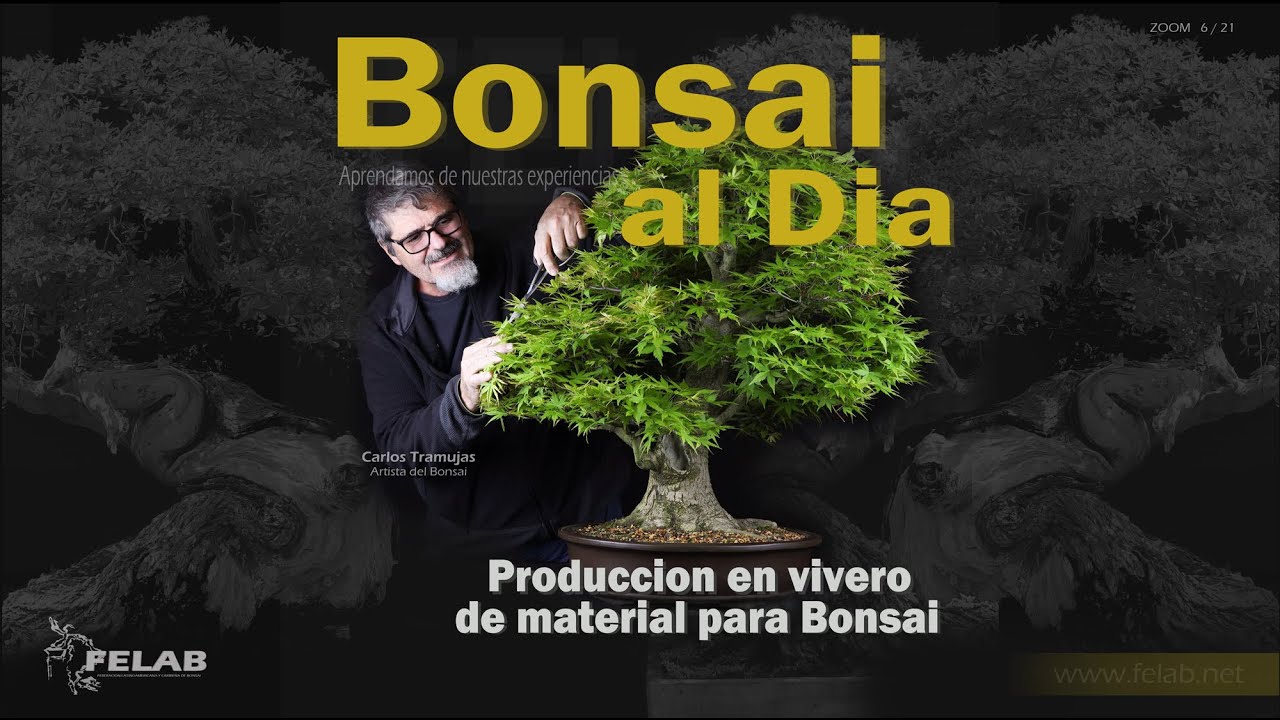 BONSAI AL DIA  #6   PRODUCCION EN VIVERO DE PLANTAS PARA BONSAI