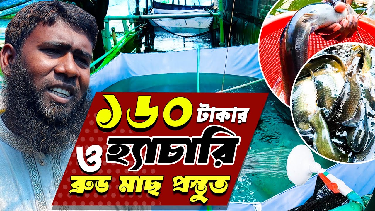 সহজ পদ্ধতিতে মাছ চাষ - কিভাবে সম্ভব মাত্র ১৬০ টাকায় মাছের ডিম থেকে পোনা তৈরি ! Easy fish farming