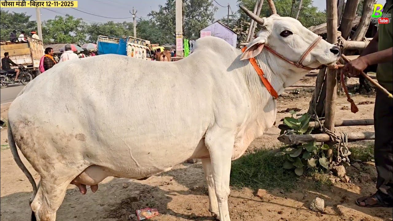 #बिहार की जानी मानी गाय की मंडी मे आज यह सब बिकाऊ #गाय देखने को मिली | Chausa Pashu Mandi | Desi Cow