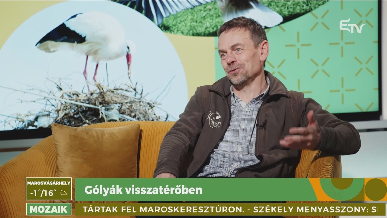 Gólyák visszatérőben – Mozaik