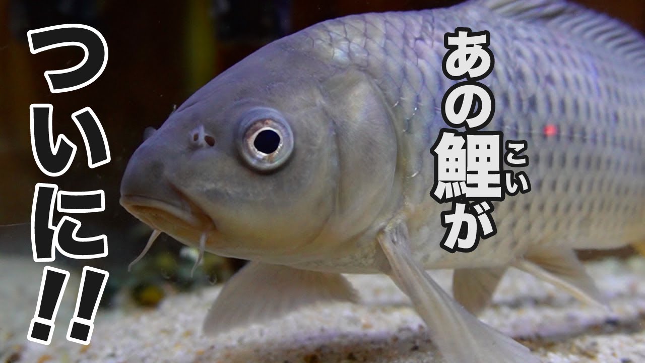 4年間、絶対に慣れなかった野生の鯉が1ヶ月で激変した