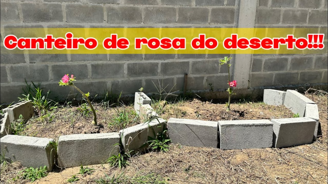 PLANTIO de rosa do deserto no chão!!! 
