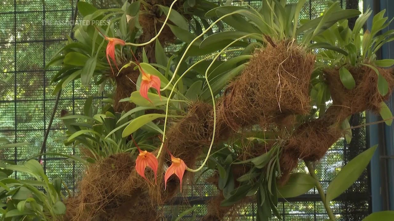 Researchers in Ecuador discover new species of orchid