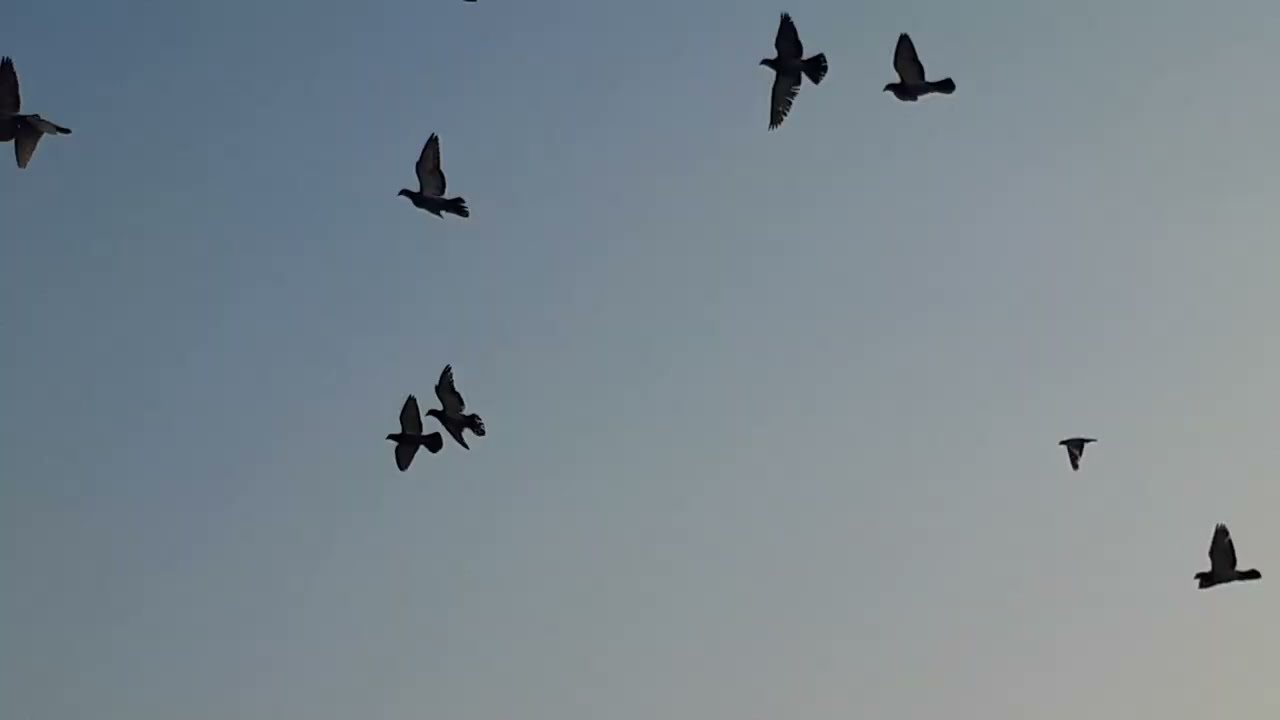 شلون اجلد الزاجل🤔🤪|فديو سريع عن تجليد الزاجل🕊🕊|