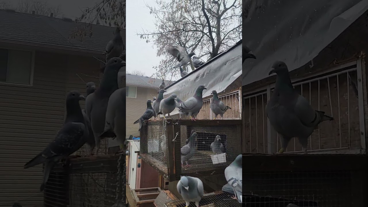 No road training today, due to bad weather | Racing Pigeon | Homer | Kabutar