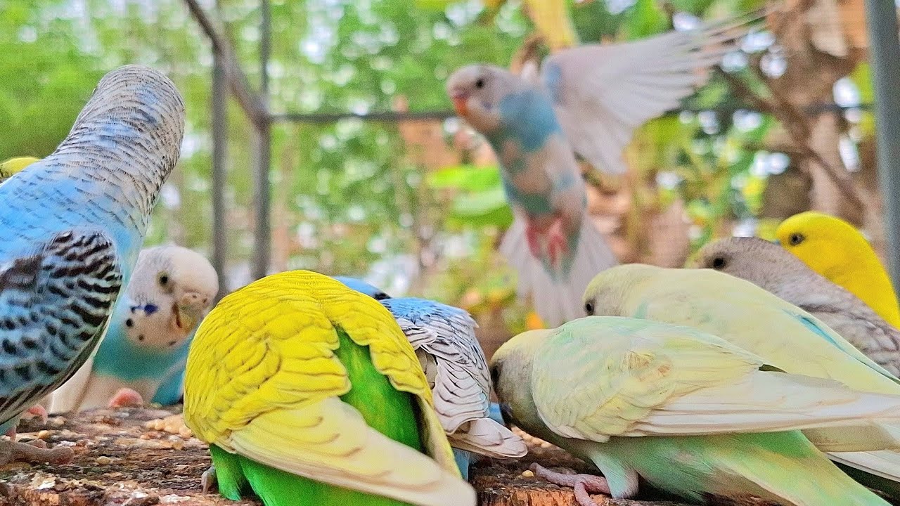 budgie sound for lonely budgie, my budgies sing sweet song so fast melody. This song is very funny. 