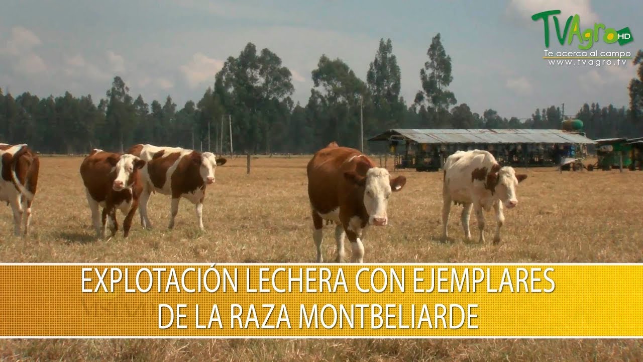 Explotacion Lechera con Ejemplares de la Raza Montbeliarde- TvAgro por Juan Gonzalo Angel Restrepo