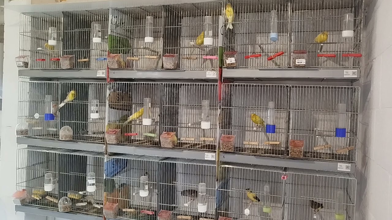 Ratito en el aviario 102 ( el hijo del campeón empieza a soltarse después de la muda)