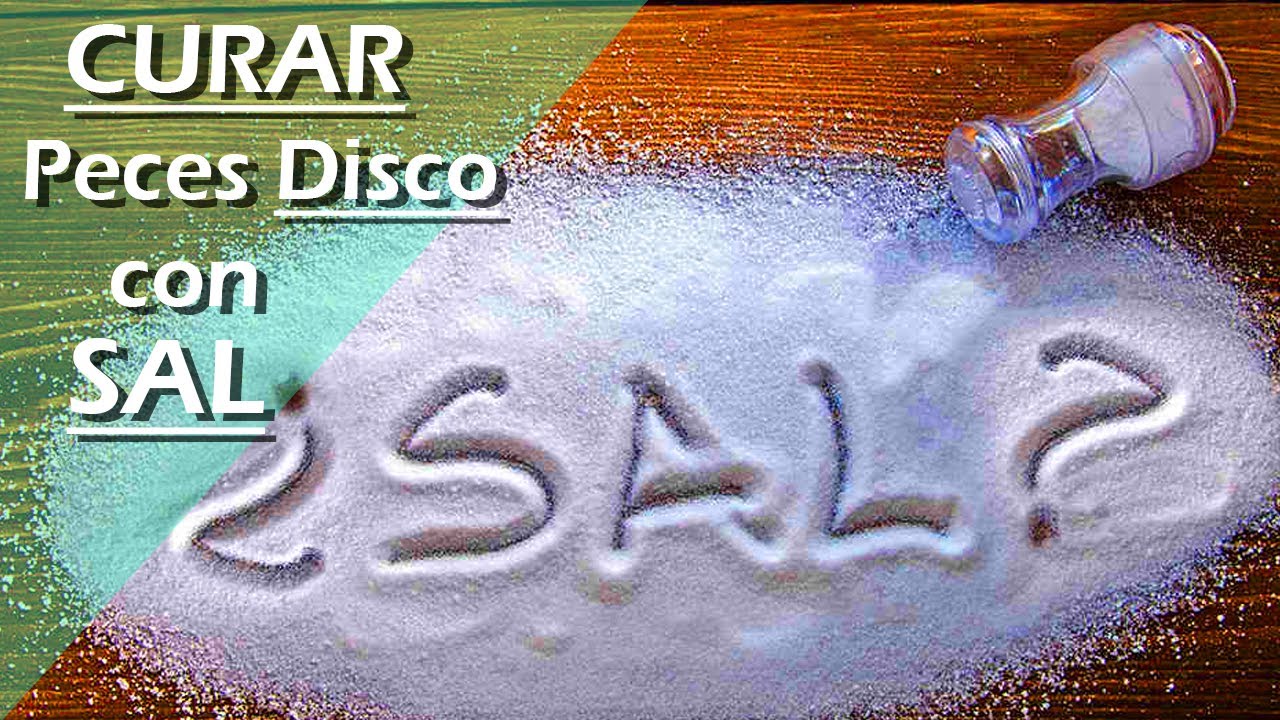 85🧂.- ¿SAL en el ACUARIO? ¡Cómo CURAR PECES DISCO sin medicamentos!