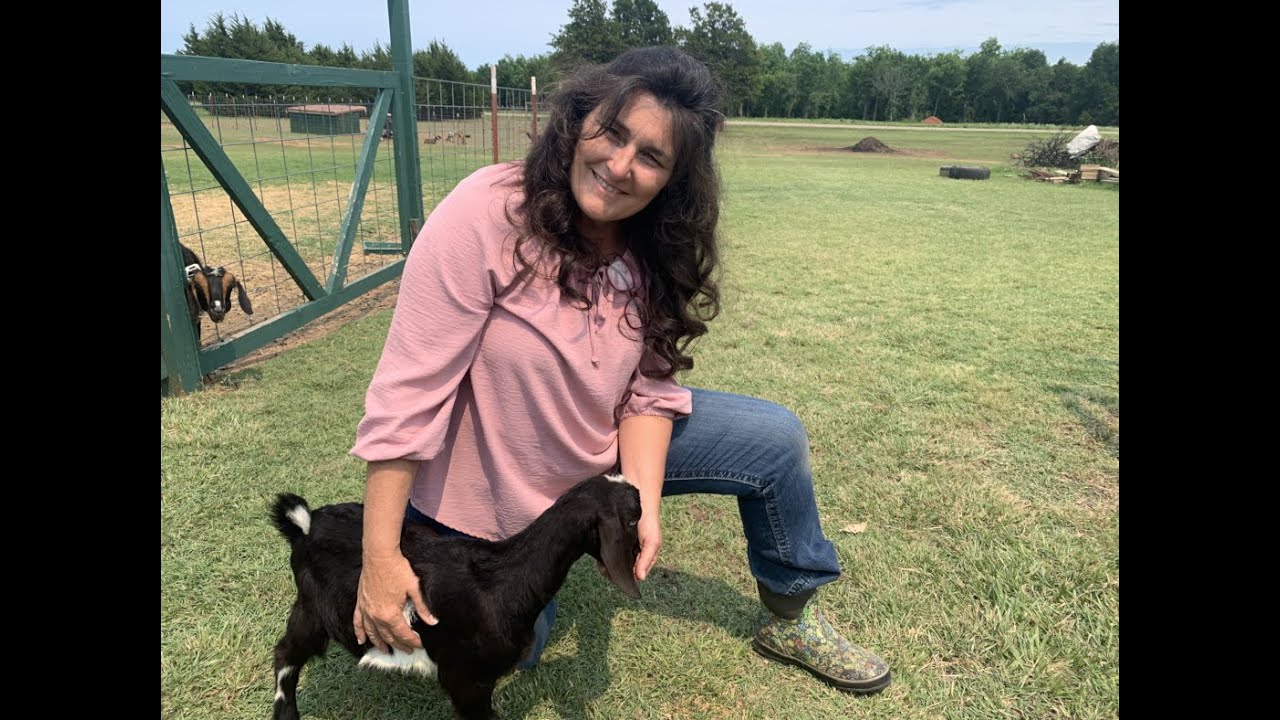 How to Band/Wether Your Buckling Goat