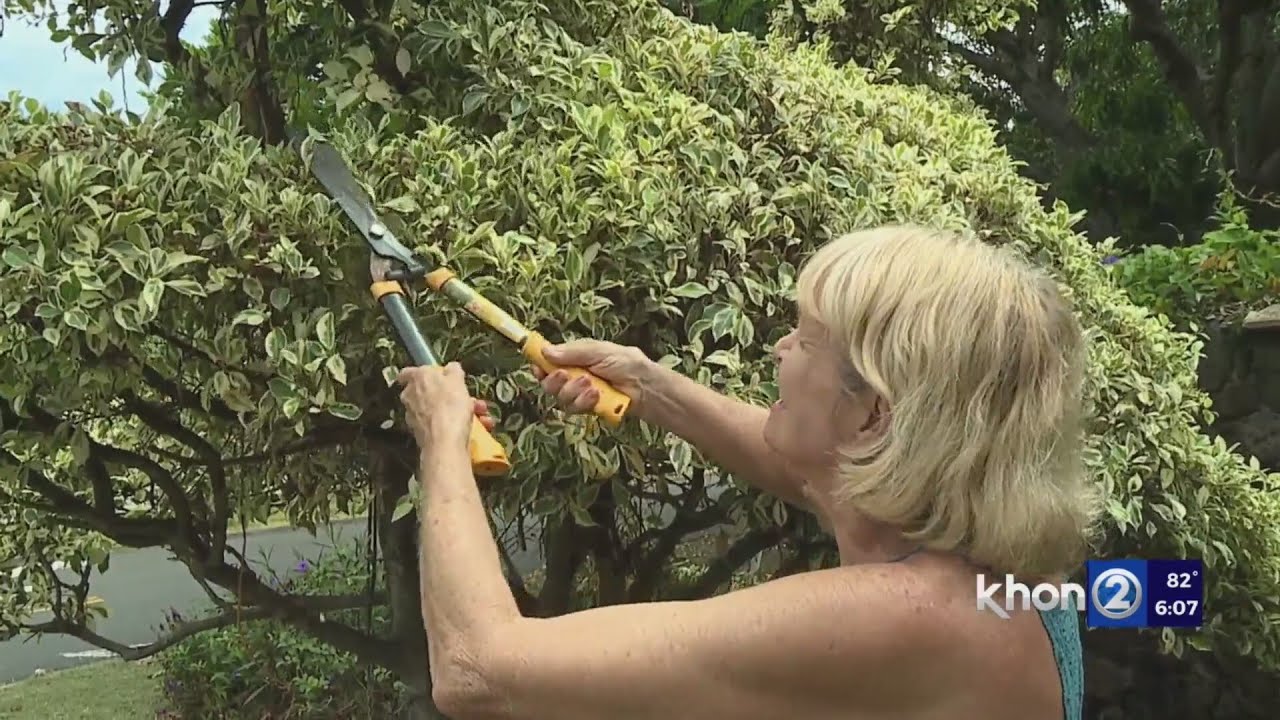 Topiaries becomes a neighborhood plight in Lanikai