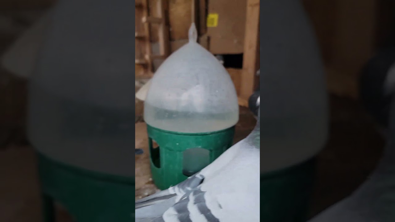 How is the Weather outside ? | Racing Pigeon | Homer | Kabutar