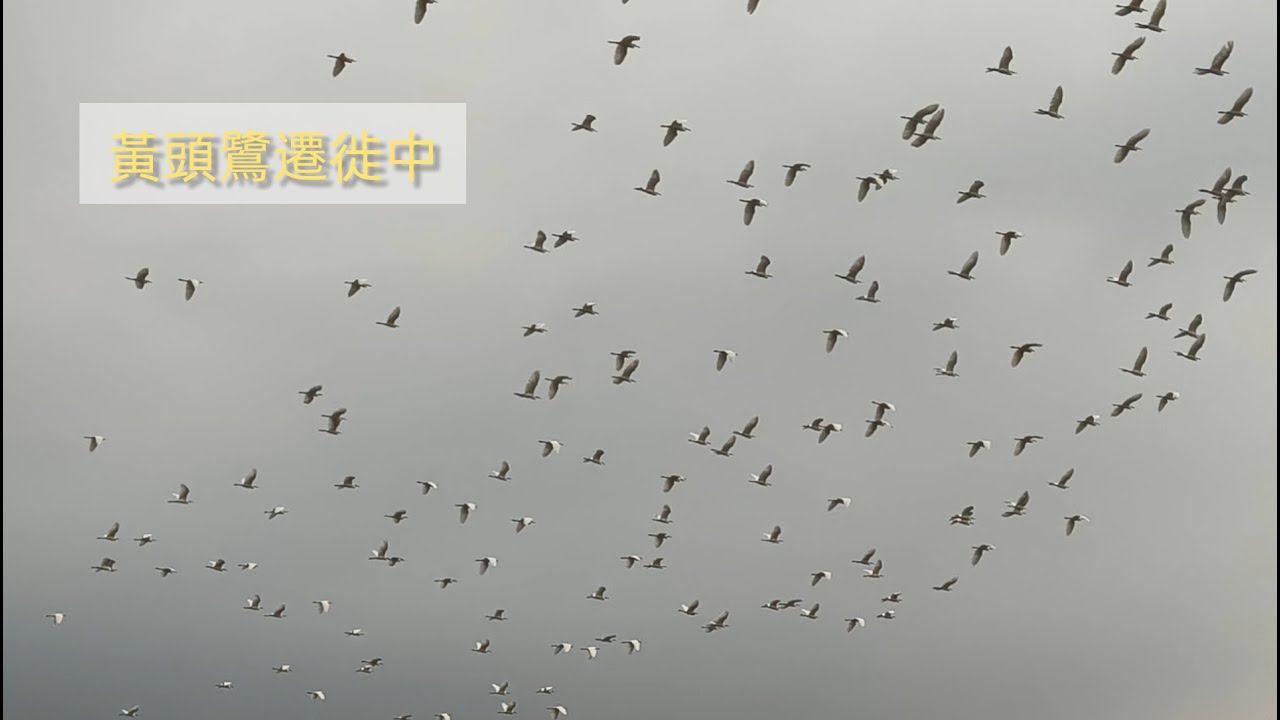 黃頭鷺大遷徙-石門水庫 2025.09.06