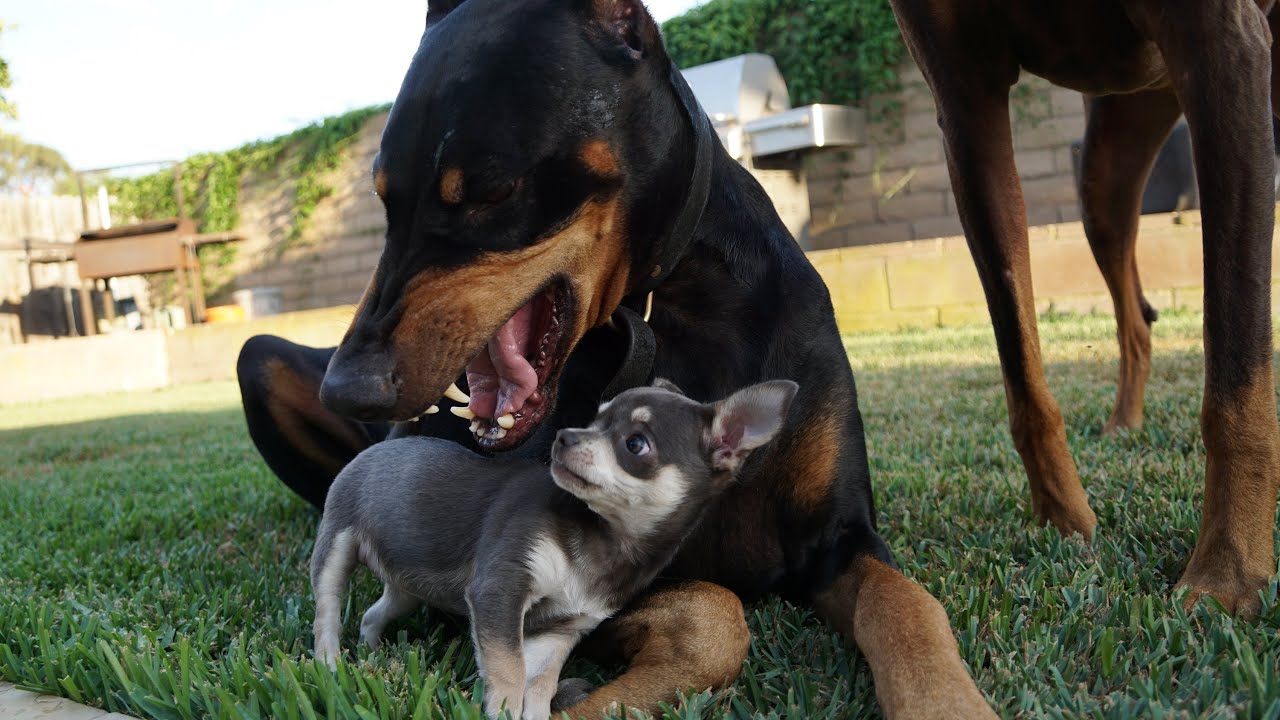 Dutch & Bella, Doberman & Chihuahua Playing