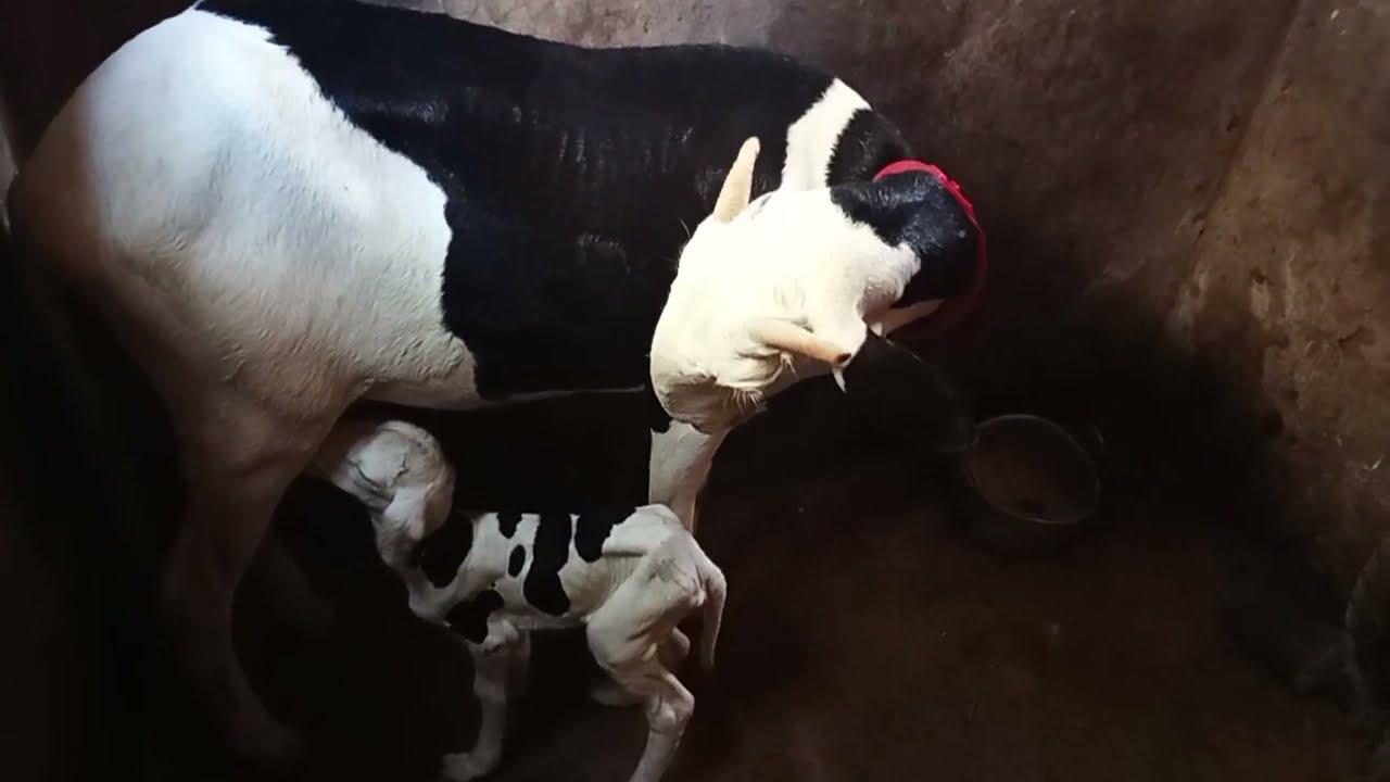 Tutos : Comment aider un agneau naissant à téter les premiers jours pour plus de lait