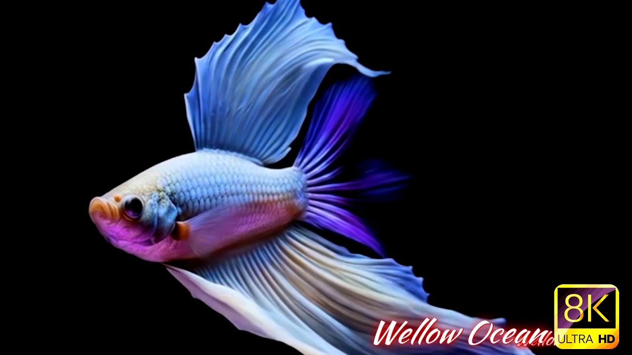 Sogni d’Oceano – Musica rilassante per dormire serenamente tra coralli e pesci del mare blu profondo