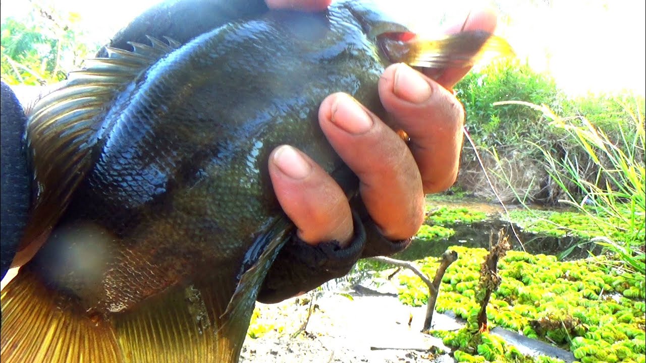 Ampun....ampun.!  Sepat Siam  ini tak ada yang Kaleng Kaleng .