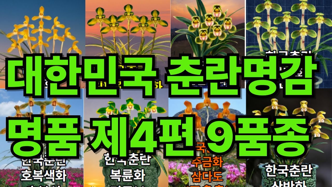 대한민국 춘란명감 명품 제4편 | 산반화 채우부터 산반두화 옥산까지 9품종 총정리 #춘란 #대한민국춘란명감 #천향원TV #춘란명품