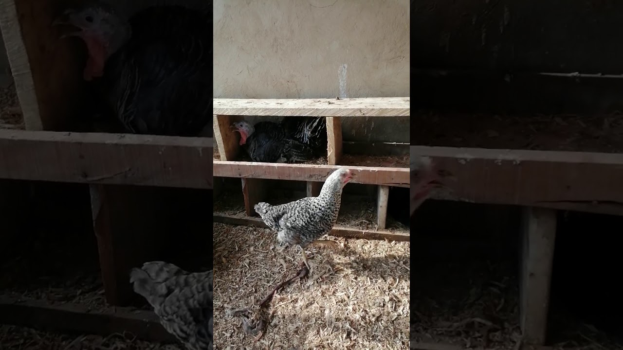 How turkey lay eggs