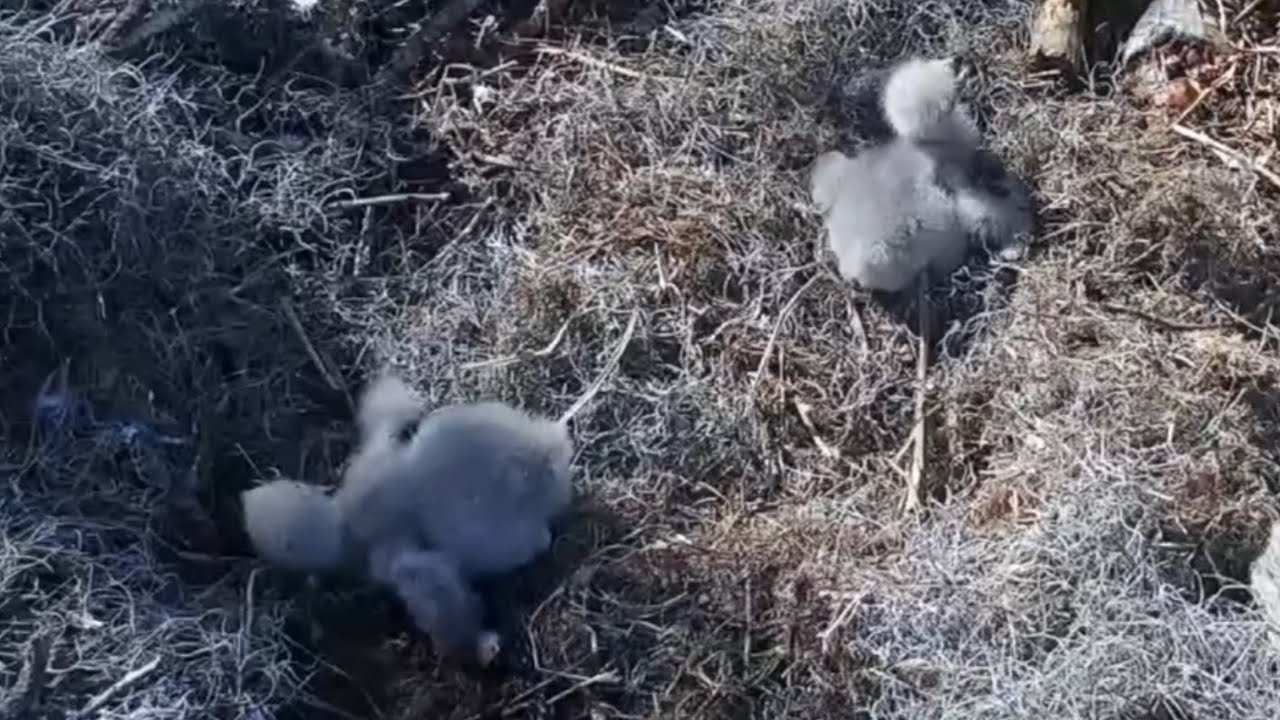 Big eaglet out from bowl for shade | Kisatchie National Forest E-1 | Feb 2, 2026