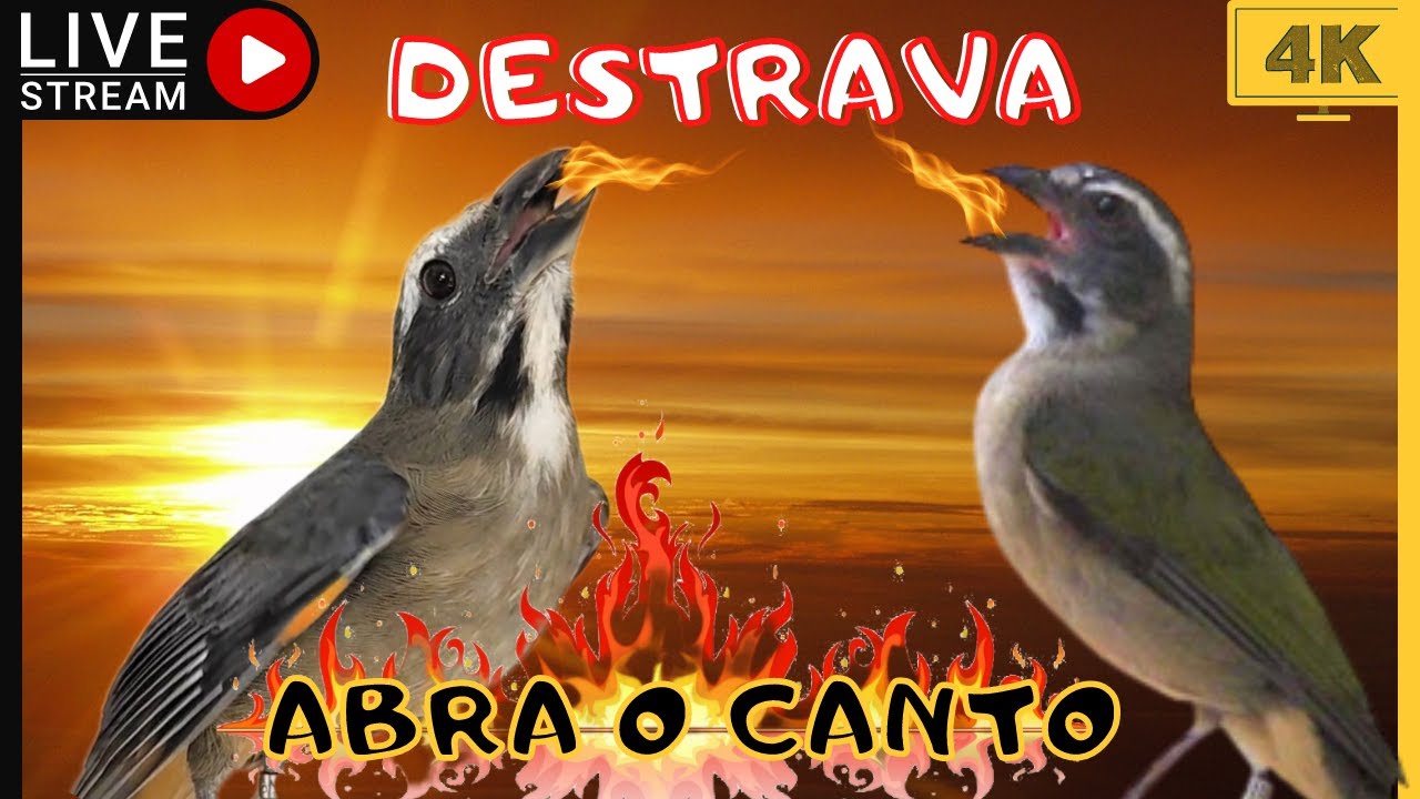 Estourando os Trinca ferro no Canto