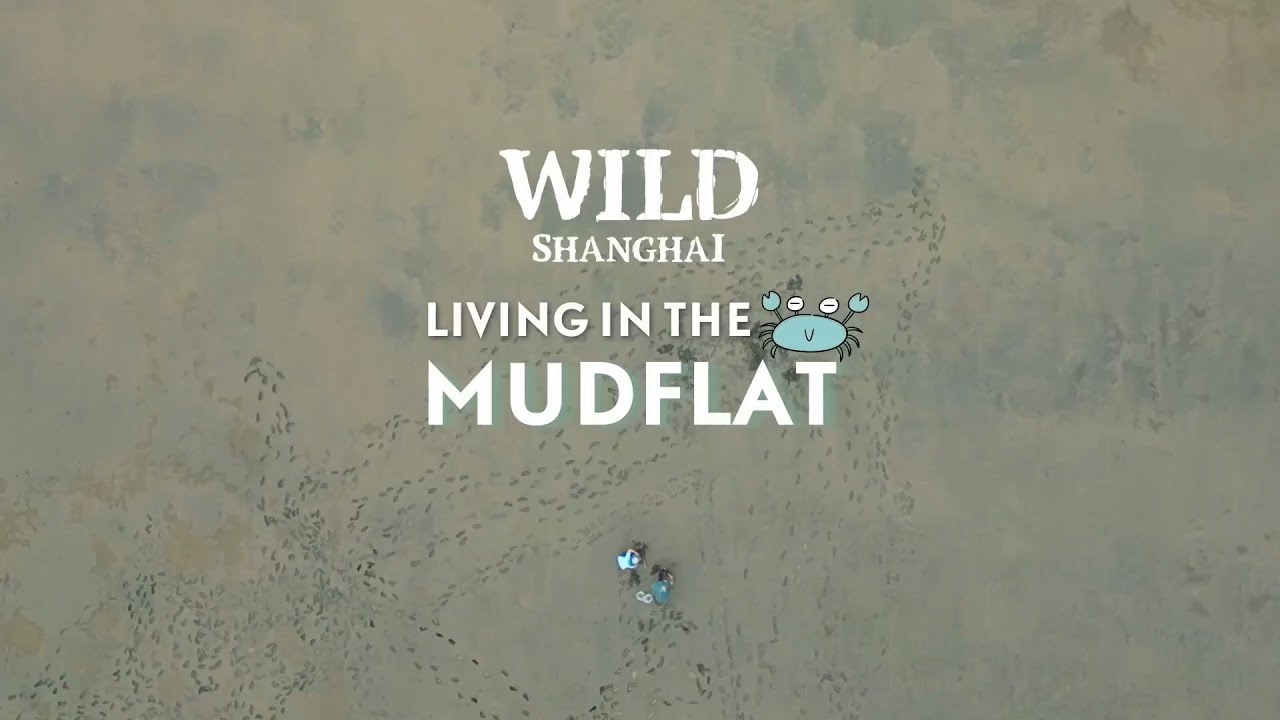 Wild Shanghai EP10: Living in the mudflat#shanghai #nature#animals #wildlife