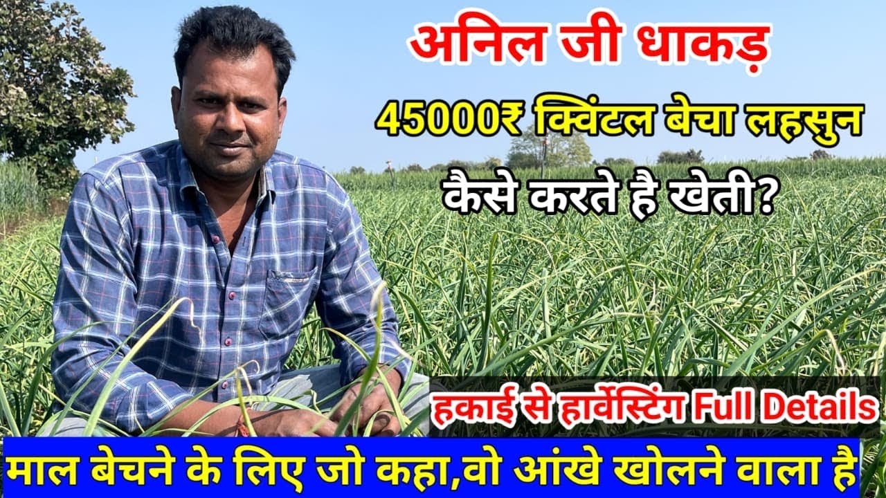 लहसुन की खेती कैसे करे | लहसुन की खेती के साथ बेचने के समय भी सावधानी रखना जरूरी | Lahsun Ki Kheti