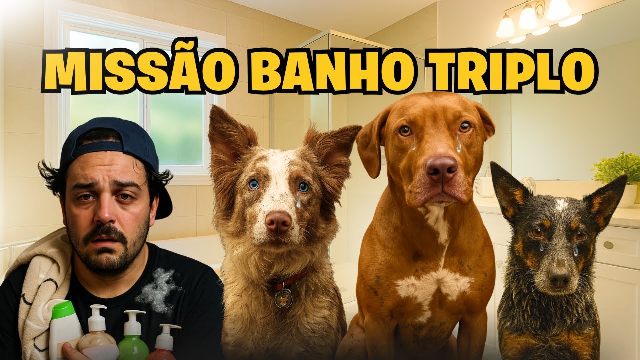 1 Dia De Parque e 3 Banhos | Como Dar Banho Em Um Pitbull, Border Collie e Um Boiadeiro Australiano