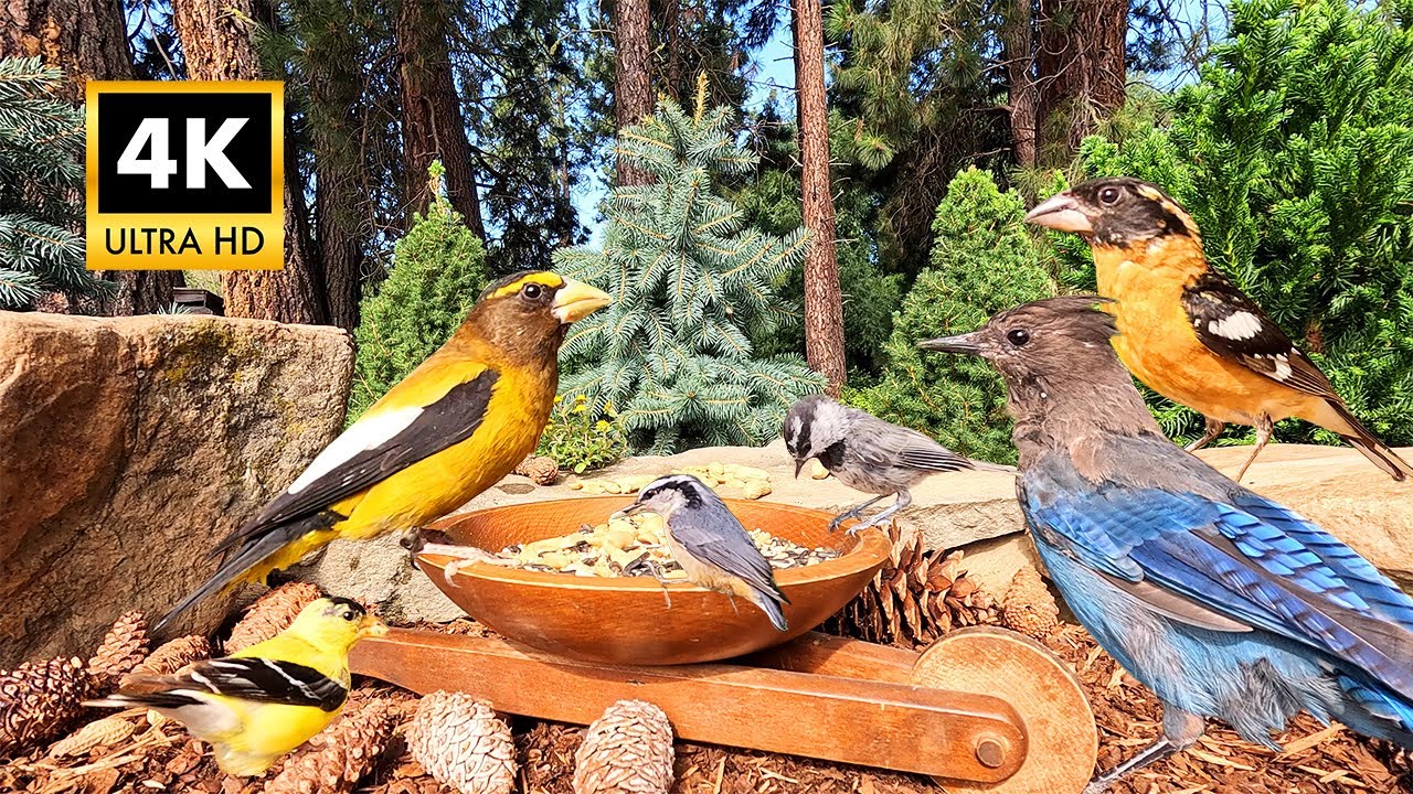 Pet TV - Relax with Wild Birds - Cat TV