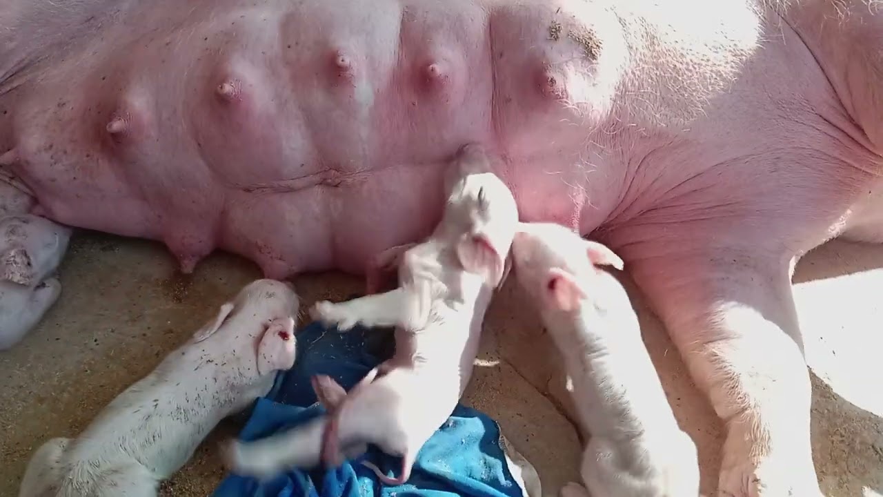 มาเบิ่งหมูกำลังคลอดลูกจ้า