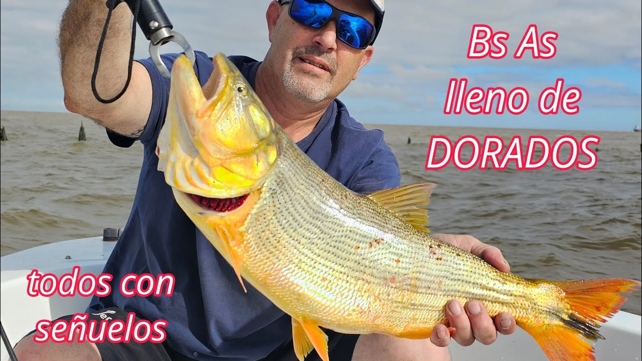 DORADOS  A FULL en BERISSO Bs As / Pesca con Señuelos / más de 20 dorados en 4 hs ALUCINANTE !!!