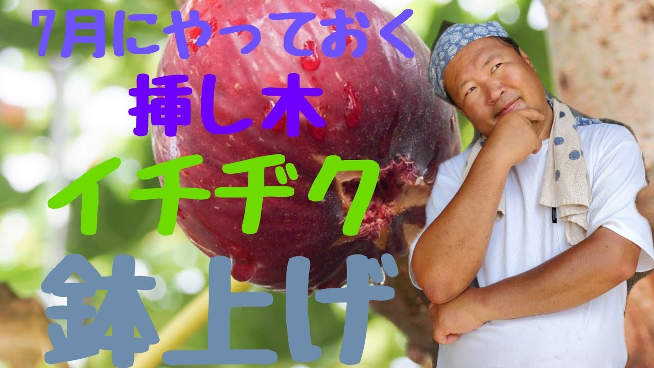 【イチヂクの挿し木】。イチヂクの鉢上げ作業。