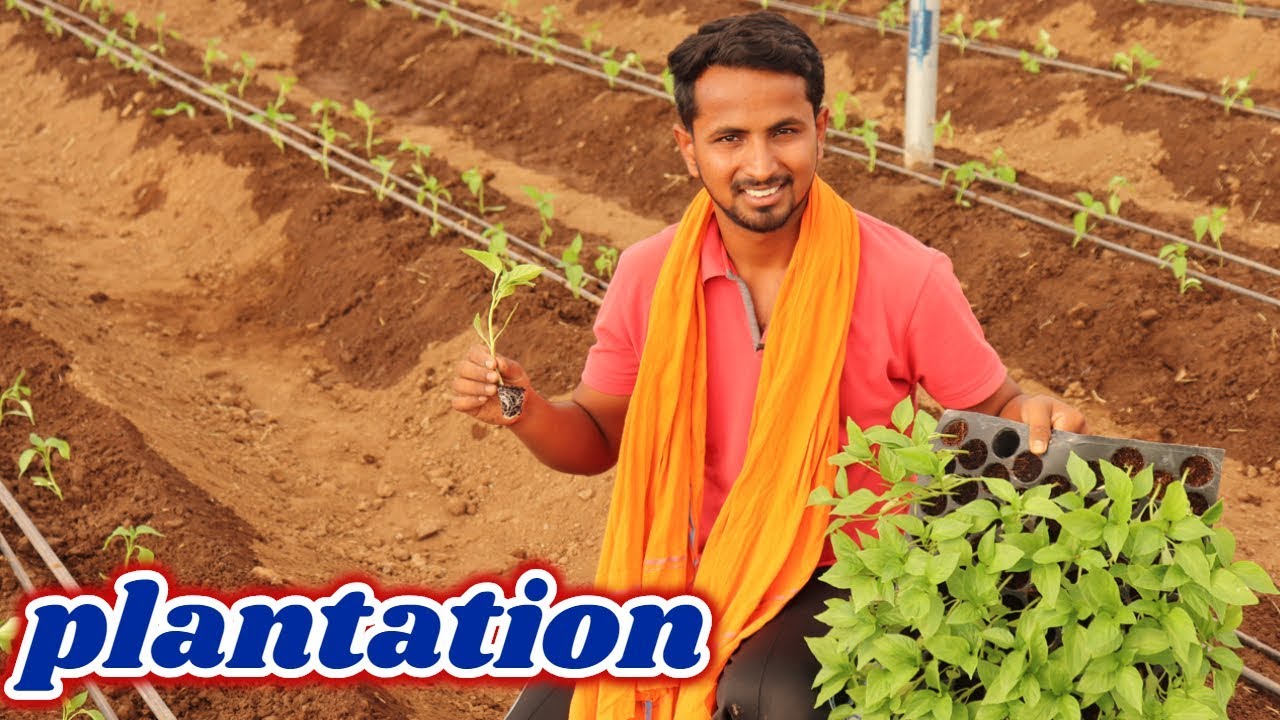 ऐसे कीजिये जुगाड़ प्लांटेशन | 100% Result | Plantation, Nursery, Drenching All Information