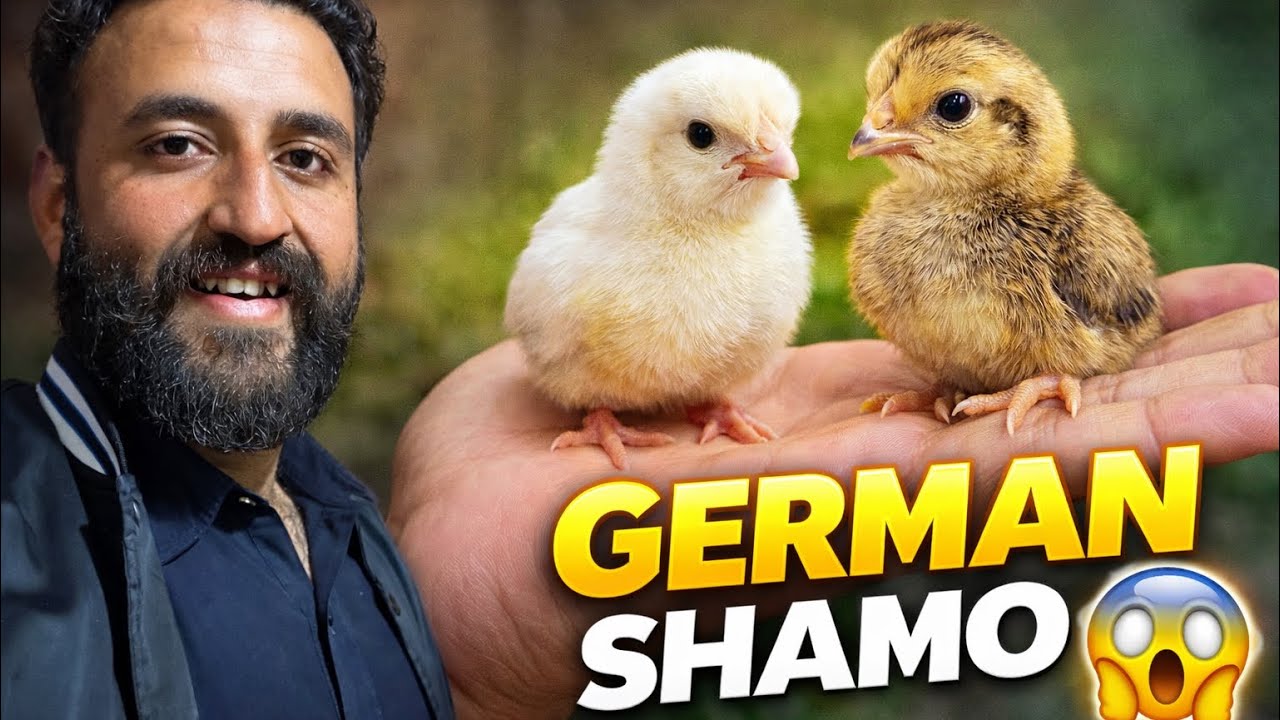 Mini Zoo Mein Rare German Shamo Ki Grand Entry